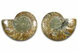 Cut & Polished Ammonite Fossil - Madagascar #377523-1